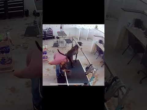 Si Tienes Un Mal Día, Piensa en esta Chava...  #shark #viral #funny
