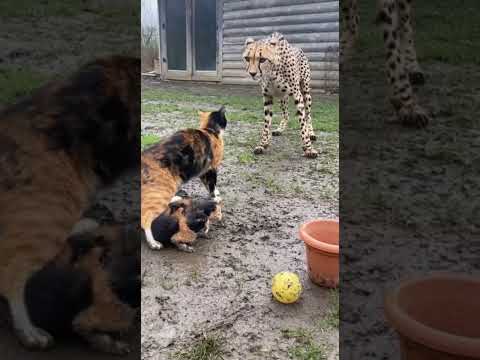 Cat defends her kittens from a sneaky leopard attack