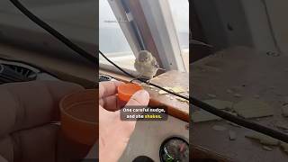 A tiny bird is blown out to sea, and one glove lifts her out 🐦❤️  #BirdRescue #AnimalRescue #Heartw