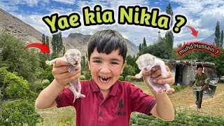 Meri Cat Ne 2 Bachay Diye 😂