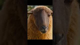 The sheep detective #talkabout