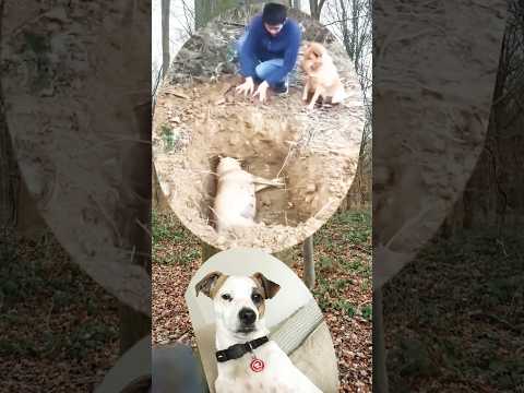 Such an empathetic dog! 😭 True love