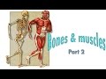 Muscles and Joints Anatomy