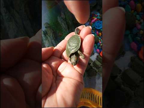 Вас хотят обмануть!