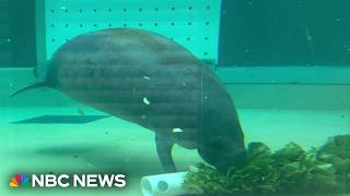 YouTube video thumbnail: Latina Scientist Works to Save Endangered Manatees in Florida