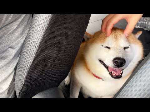 お姉ちゃんと車に乗ると永遠にちょりちょりされるけど、実はまんざらでもなさそうな柴犬