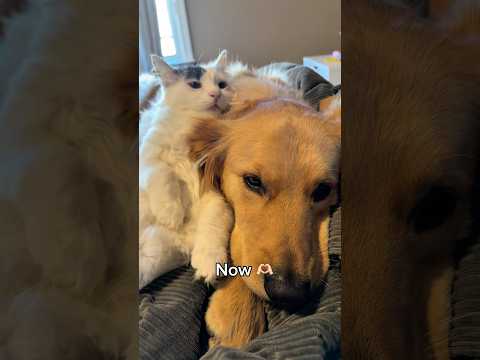 Unbreakable bond since the very start 🥹 #dog #cat #fosterfail #goldenretriever