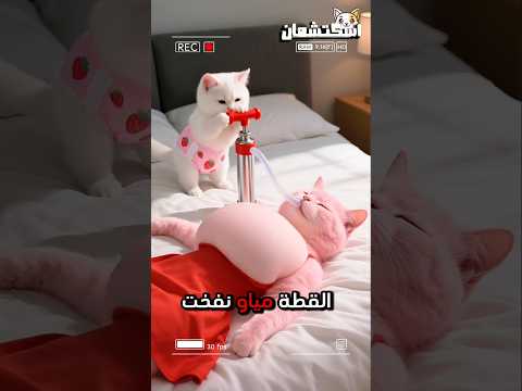 القطة مياو نفخت امها وهي نائمه 😱😨