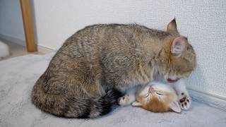 Cute kitten that ended up in a strange pose after being licked...