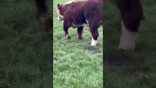 Lot 29 Balleen Commander