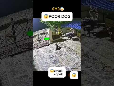 😱dog is attacking #tiktok #attack #animals #funny #funny #wildlife #dog #keşfet #shortvideo #short