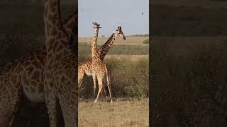 The dance between giraffes