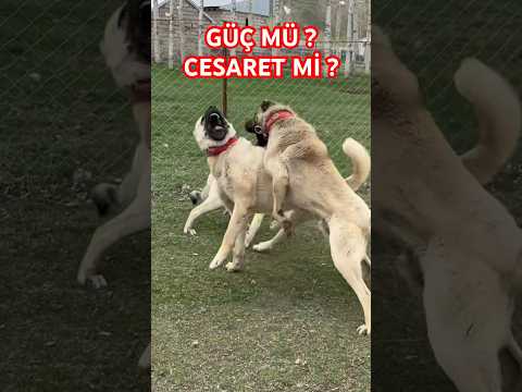 KÖPEKLERİN LİDERLİK MÜCADELESİ #karabaş #beraz #anadoluaslanı #kangal #anadoluçobanköpegi