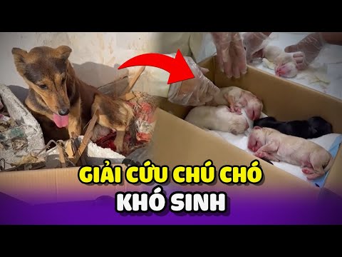 Kịp thời giải cứu chú chó hoang khó sinh 😥