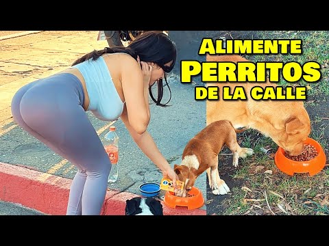 Alimentando Perritos en la calle 😍😏 - Bufones.net