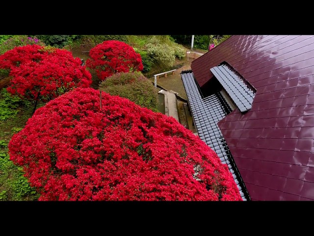 池上家「大谷ののとキリシマツツジ」