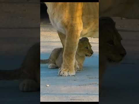 Ой как страшно!!! Львенок под маминой защитой. Тайган Lion cub under the protection of its mother.