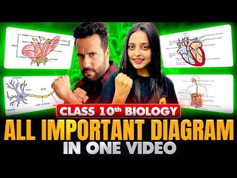 Class 10th Biology All important Diagrams in 1 video by Sonam Maam | Final Board Exam Revision