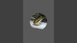 catch frogs