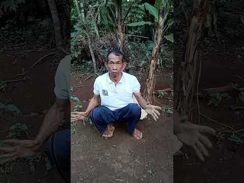gutonan bah ulis#guyonan #hiburansantai #comedy