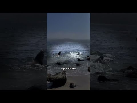 I Went Looking for SHARKS Alone! 🦈