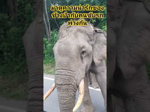 #ความน่ารักระหว่างช้างป่ากับคนขับรถพ่วง#ความสัมพันธ์และความสนิทกันน่ารักมากๆ#บอกข่าวเล่าเรื่อง