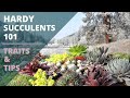 Characteristics and Uses of Succulents