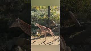 Giraffen Babys im Tierpark Berlin #zoo #tiere #trend #2024 #berlin #animals #cute #animalbaby
