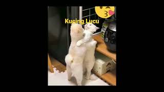 Tingkah Kucing Lucu . #shorts