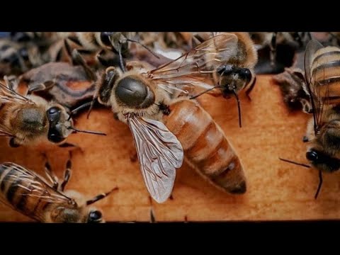 Omukyala okugeza amatama gemana kola bwoti owomere omusajja okufuna Eddagala Lilino Likolelawo
