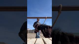 Part: 1 #ponies #horse #equestrian