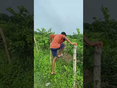 পুলিশের ক্ষেত থেকে পেয়ারা চুরি করে খেলাম mini vlog #food #vlog #minivlog #viralvlog