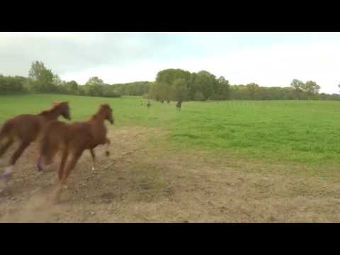 Pferdeaustrieb auf dem Reitstall Giese