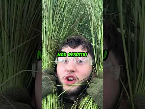 Viraram arbusto por 10 MIL! π³πΏ