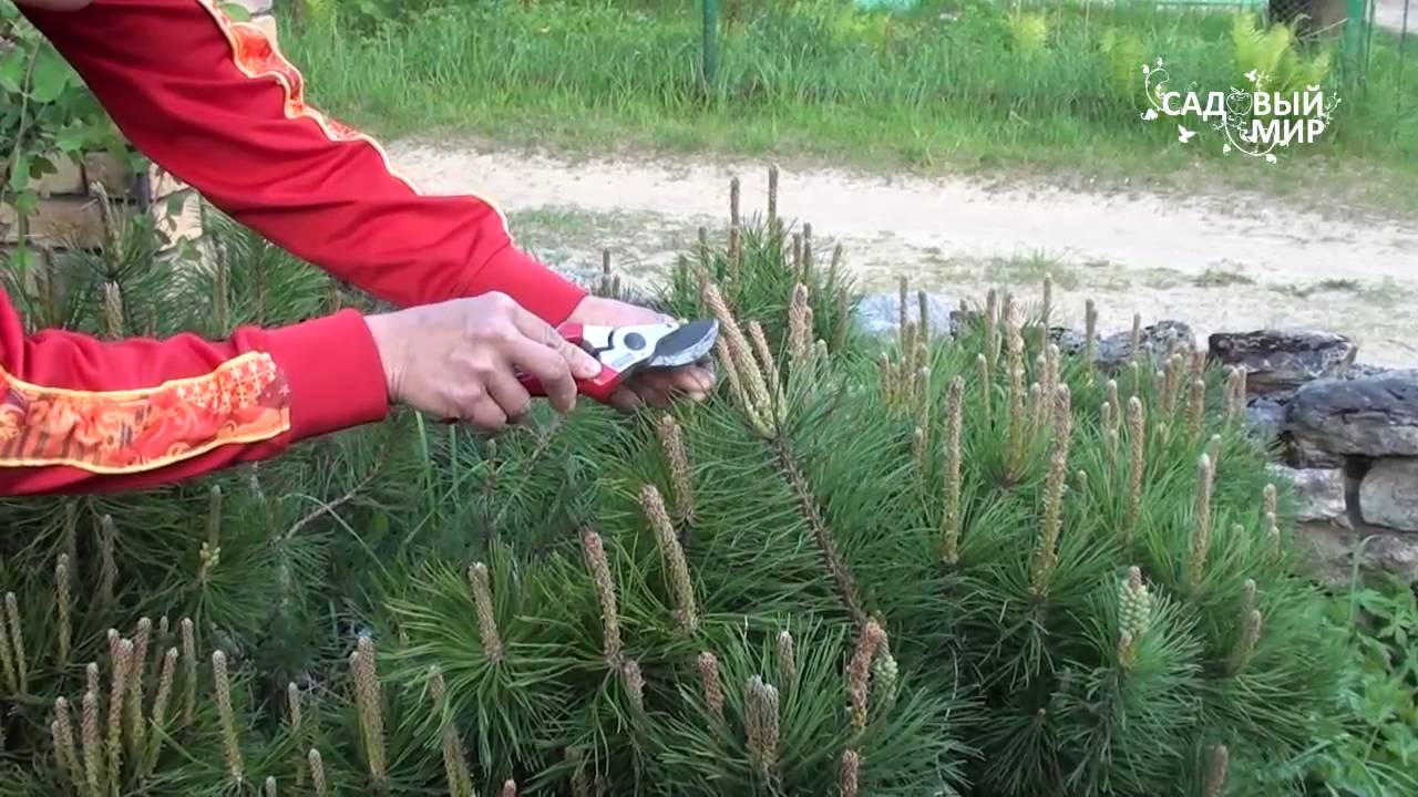 Как обрезать сосну и ель