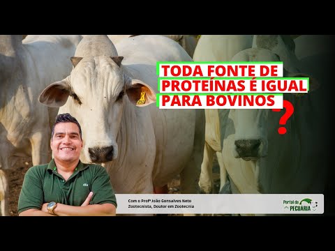 Toda fonte de proteína é igual para bovinos?