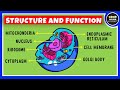 Cell Organelles and Their Functions
