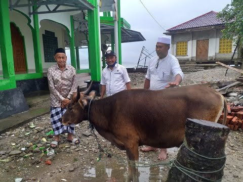 MTS N 1 MALTENG BERQURBAN 3 EKOR SAPI DI HARI RAYA