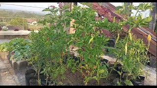 INSPIRASI BERKEBUN DI LAHAN SEMPIT | MEMBUAT BEDENGAN DI BALKON UNTUK MENANAM  CABE HASILNYA WAW