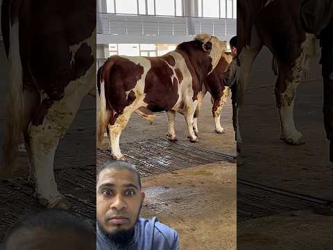 #shorts #funny #foryou #fyp #cow #farm #farming #bull #animals #duet #baffalo #cattlefarm #trending