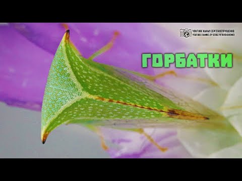 Горбатка-бизон. Горбатки и горбатки. // Clever Cricket