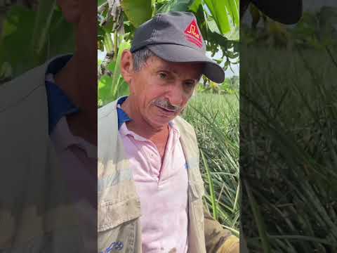 SARANDELO, la tierra de la piña ! parte 4
