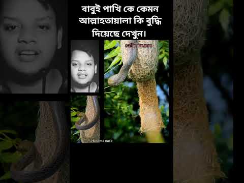 বাবুই পাখিকে আল্লাহ তায়ালা কি ট্যালেন্ট দিয়েছে দেখুন #বাবুই   #বাস্তবতা #viralvideo #shorts #snake