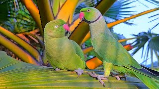 Green Parrot Talking Natural Sounds
