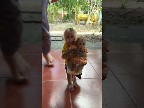 Amazing bro Pavpav hug baby linda go to in the room