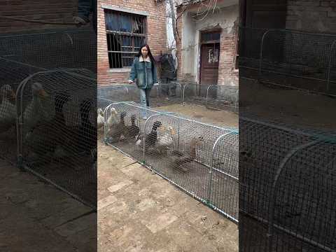 Smart Outdoor Chicken Run Tunnel with Protective Wire Mesh in Backyard๐๐ฆข๐ฆ๐