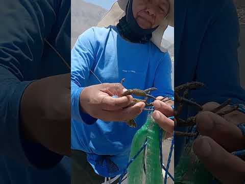 Este río escondía una sorpresa... ¡cada tiro de atarraya trae montones de camarones!