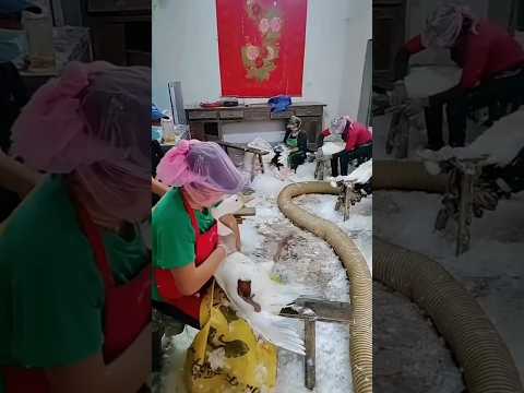 Chinese people pluck feathers from ducks.😢🧐 || #shortsvideo #shortsfeed