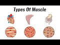 Types of Muscle Tissue