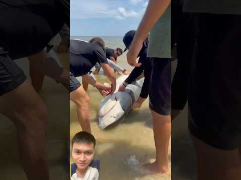 Rescue and clean sharks caught in nets #fishing